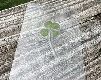 Real Six Leaf Clover 5x7