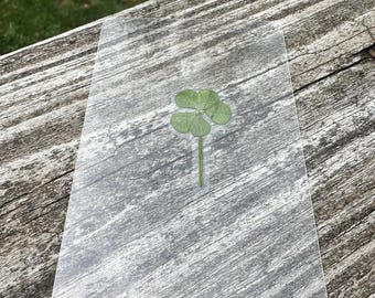 Real Five Leaf Clover - LAMINATED - Etsy