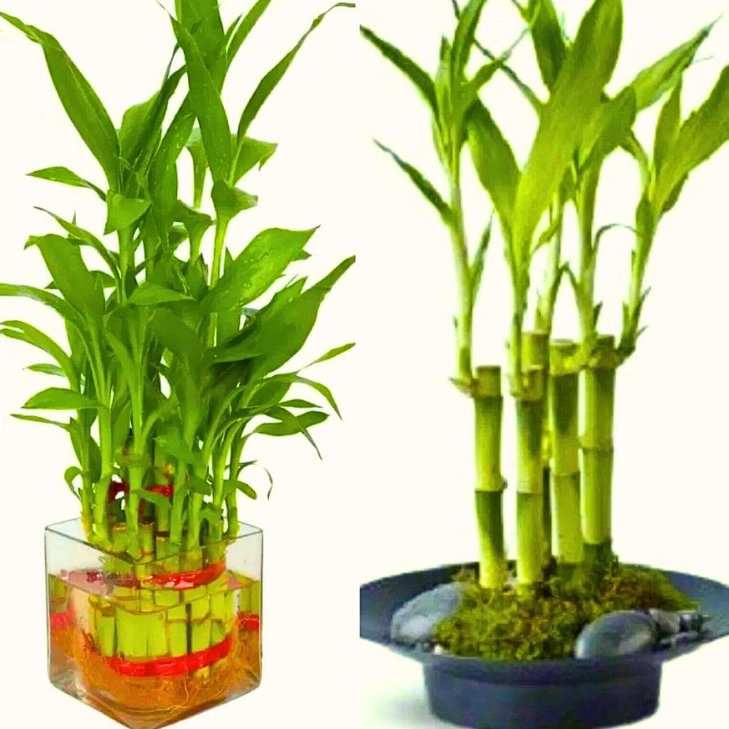 Easy Plants Pianta di bambù portafortuna intrecciata in vaso di ceramica (forma e colore casuali) – bonsai da interno per Feng Shui Easy Plants Pianta di bambù portafortuna intrecciata in vaso di ceramica (forma e colore casuali) – bonsai da interno per Feng Shui