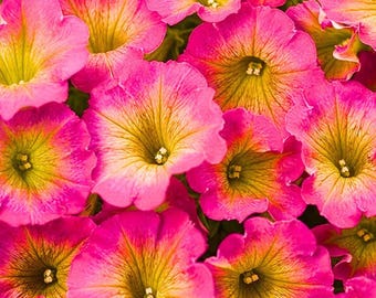 Yellow Pink Petunia Flower Perennial 50 Seeds
