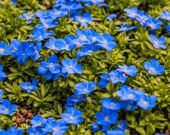 Blue Thyme Creeper NON GMO Ground Cover 300 Seeds