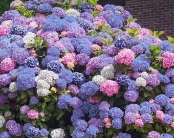 3 in 1 Hydrangea Perennial Garden Shrub Flowers 5 Seeds