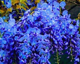 Dark Blue Chinese Wisteria Flower Vine 5 Seeds