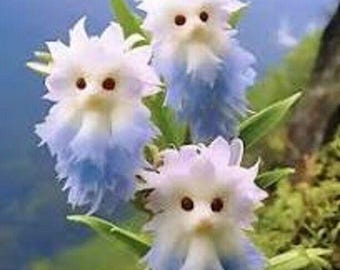 Big Flower Cat Face Cat's Eye Dazzle Orchid Flower 50 Seeds