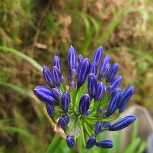 Lilie der Nil Blau Agapanthus Schmucklilie 50 Samen