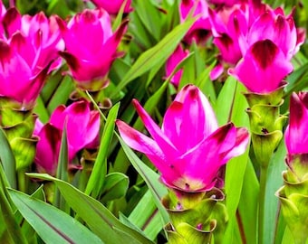 Magnificent Curcuma pink flower Rhizome
