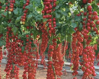 Waterfall Cherry Tomato Super Sweet 150+ Seeds