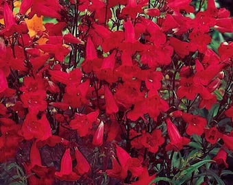 Red Hummingbird Perennial Beardtongue Flower 200 Seeds
