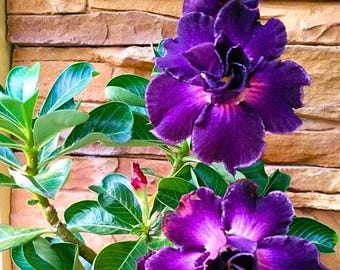 Purple Desert Rose Flower Perennial 4 Seeds