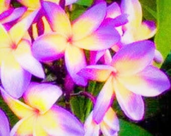 Yellow Purple Plumeria Flower Perennial 5 Seeds