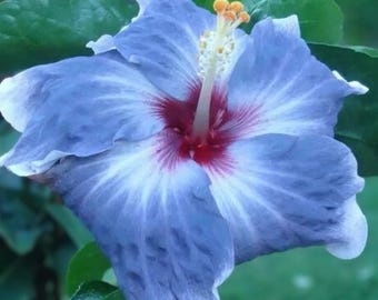 Blue Silver Hibiscus Flower Perennial 20 Seeds