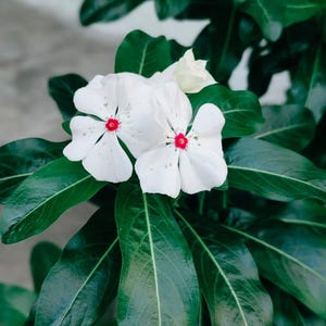 Vinca White With Pink Red Flower 300 Seeds