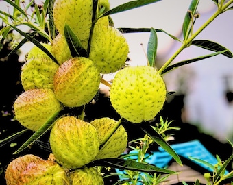 Butterfly Ball Hairy Ball Perennial 20 Seeds