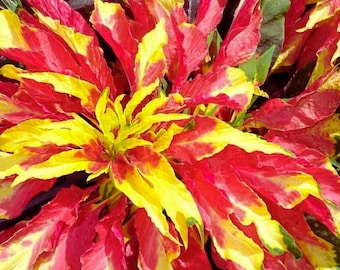 Amaranthus Perfecta  500 Seeds