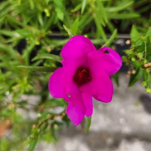 Moss Rose Double Mix ColorSeeds - Portulaca grandiflora