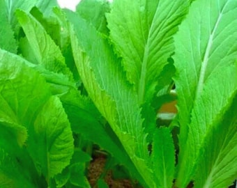 Vegetable chinese Mustard Green 2,000 seeds