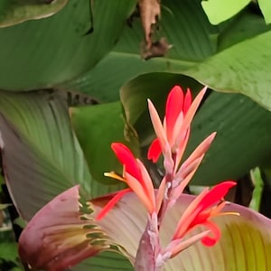 Gemengde rode canna-leliebloemkolibrie 5 zaden
