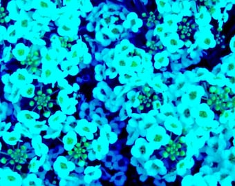 Teal Alyssum Carpet Flower Seeds