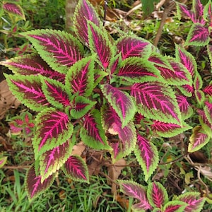 Rare Mix Coleus Flower Plant Perennial 500 Seeds