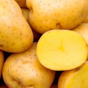 Puede incluir: Primer plano de varias patatas de piel amarilla, una cortada por la mitad para revelar el interior amarillo pálido. Las patatas tienen pequeñas manchas marrones y son de diferentes tamaños y formas. La imagen está bien iluminada.