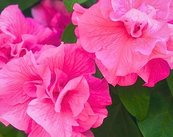 Double Pink Petunia Flower Perennial 50 Seeds