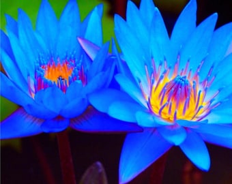 Blue Lotus Water Lily Seeds
