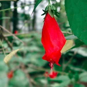 Turk&#39;s Cap SAMEN, schlafende Hibiskusblüten Bio 7 Samen