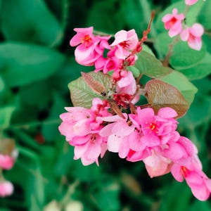 Coral Vine, Antigonon leptopus, Queen&#39;s Wreath, Pink flower 5 Seeds