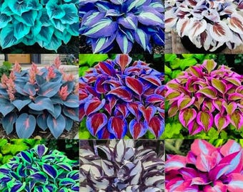 Mix Hosta Colorful Rare Foliage Plant 300+ Seeds