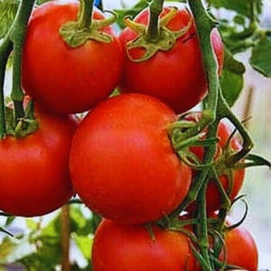 May include: A cluster of ripe, red tomatoes on the vine. The tomatoes are round and smooth, with green stems and leaves. The image is a close-up shot, highlighting the vibrant color and freshness of the produce.