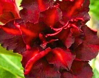 Dark Red Desert Rose Flower Perennial 4 Seeds