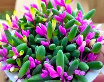 Othonna capensis Ruby Necklace Hanging Succulent 100 Seeds