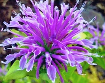 Bergamot (Monarda) Mix 50 Seeds