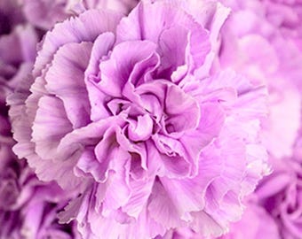 Lavender Carnation Dianthus Perennial Flower 100 Seeds