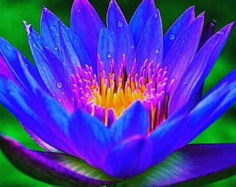 Lotus colorful water Lily Aquarium Plant seeds
