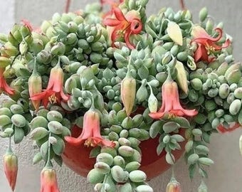 Cotyledon Pendens Rare Succulent Plant 25 Seeds