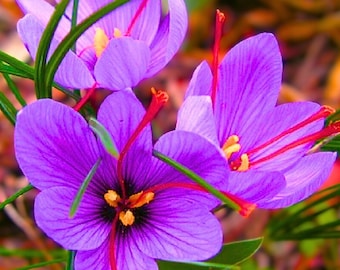 Fresh Saffron Spice plant Grade A Rare 25+ Seeds Pack