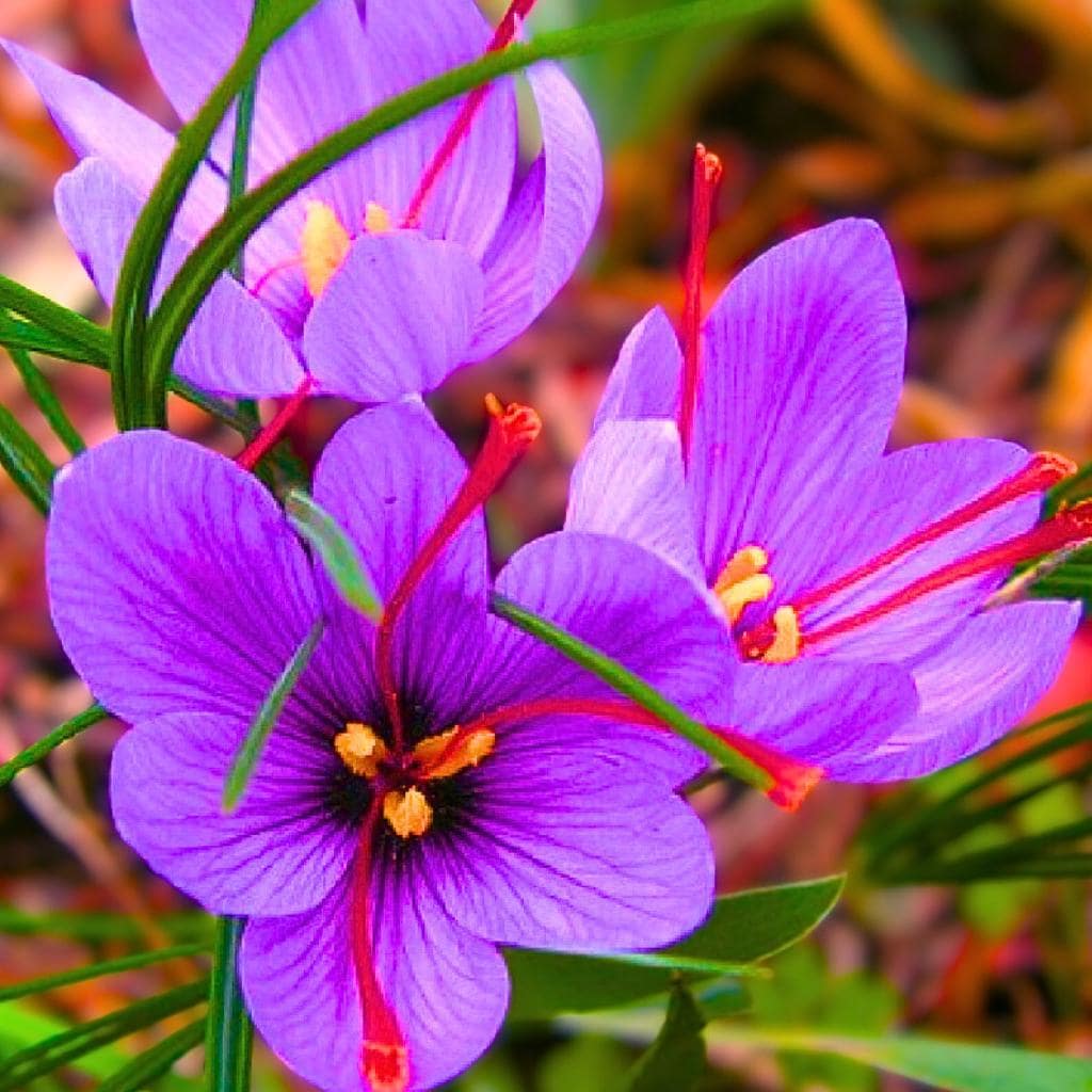 10 Bulbes De Crocus à Safran (Crocus Sativus) Calibre Premium - Pour Cultiver Ton Propre Safran