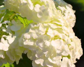 Oakleaf Hydrangea Seeds: White Flowering Bush - 50 Seeds