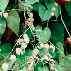 White Bleeding Heart Dicentra Spectabilis Flower Perennial 5 Seeds