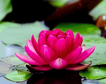 Scared Lotus Pink Water Lily live Aquarium Plants Easy grow 3 Seed