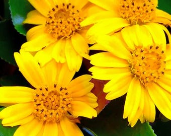 Vine plant Wedelia trilobata Creeping Daisy 12 seeds