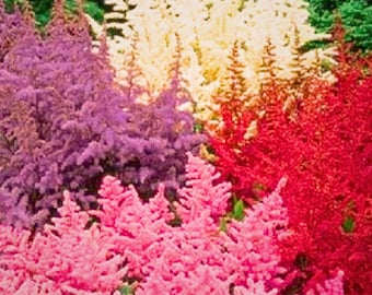 White Pink Red Astilbe Bunter Shade Perennial 50 Flower Seeds