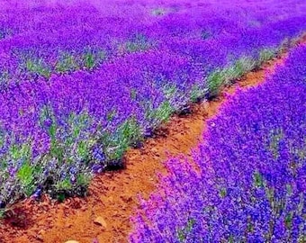 Lavender Vera  Autumn Mosquito Insect Repellent  1200 Seeds