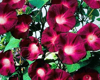 Black Knight Morning Glory Ipomoea Crimson Rambler Annual 20 Seeds