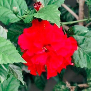 Red Hibiscus Luna Hardy Perennial Flower 5 Seeds