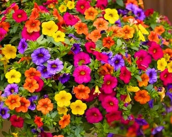 Mixed Rainbow Color Bonsai Petunia Grandiflora Flower 500+ Seeds