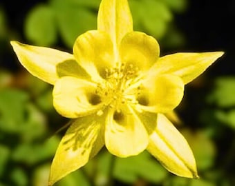 Yellow Columbine Flower Perennial 50 Seeds
