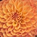 Propriétaire de <a href='https://www.etsy.com/fr/shop/BAYTREEGIFTS?ref=l2-about-shopname&from_page=listing' class='wt-text-link'>BAYTREEGIFTS</a>