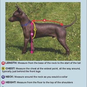 May include: Diagram showing how to measure a dog for a harness or collar. The diagram shows a black dog with five different measurements labeled: length, chest, neck, height, and weight.